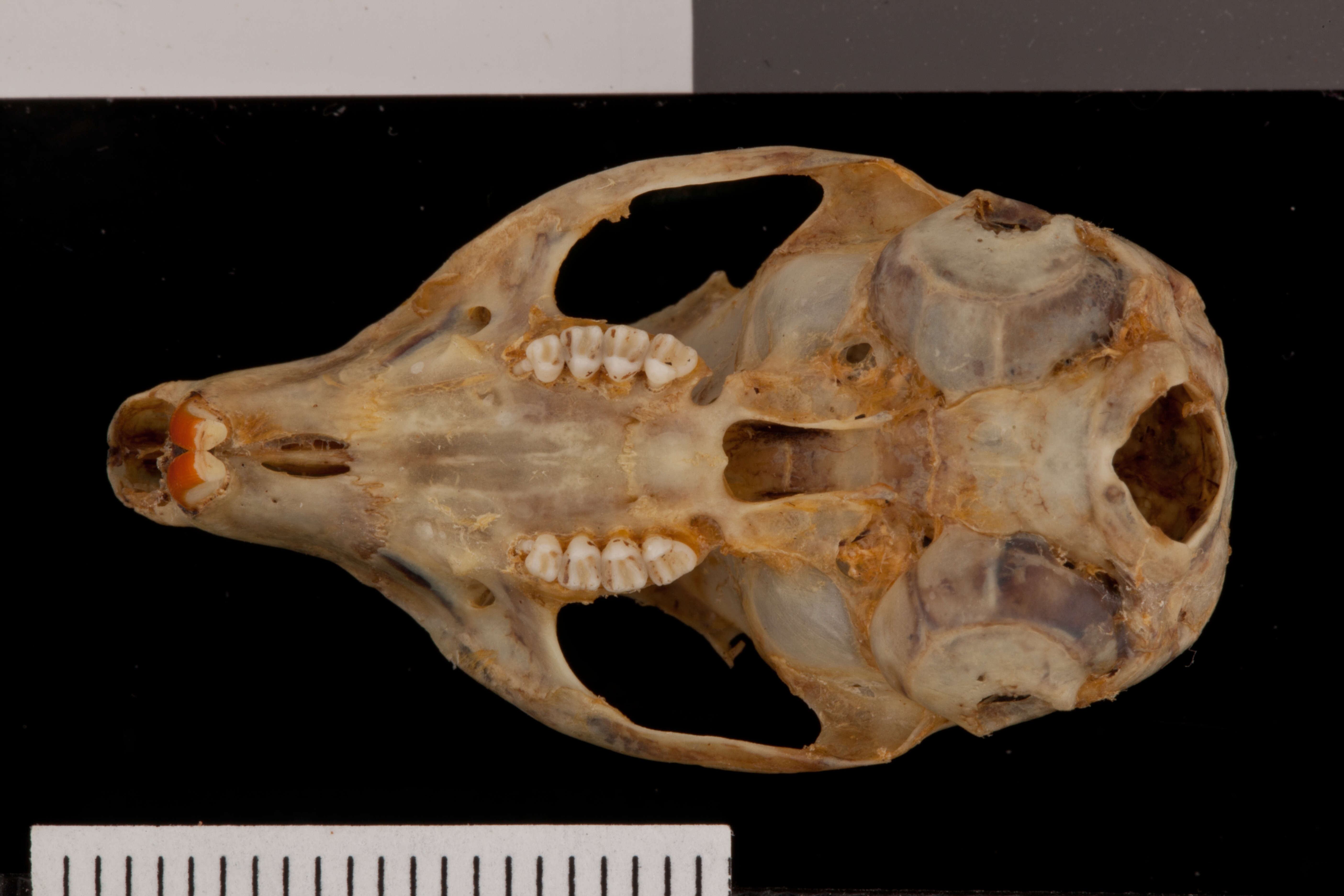 Image of Palmer’s Chipmunk