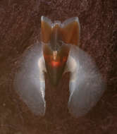 صورة Pholidoteuthis massyae (Pfeffer 1912)