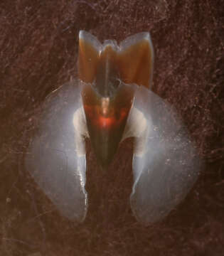 Imagem de Pholidoteuthis massyae (Pfeffer 1912)