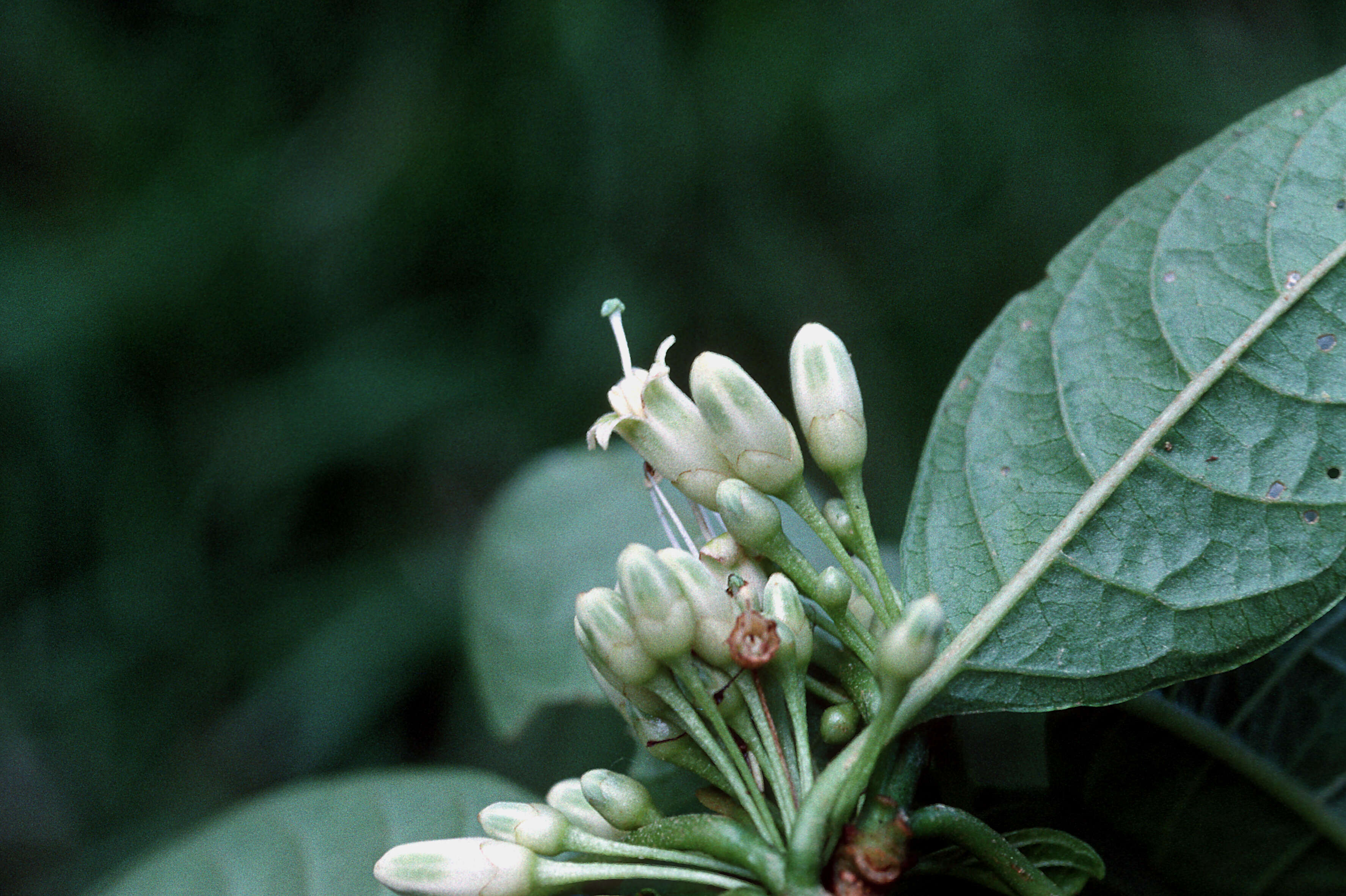 Sivun Acnistus arborescens (L.) Schltdl. kuva