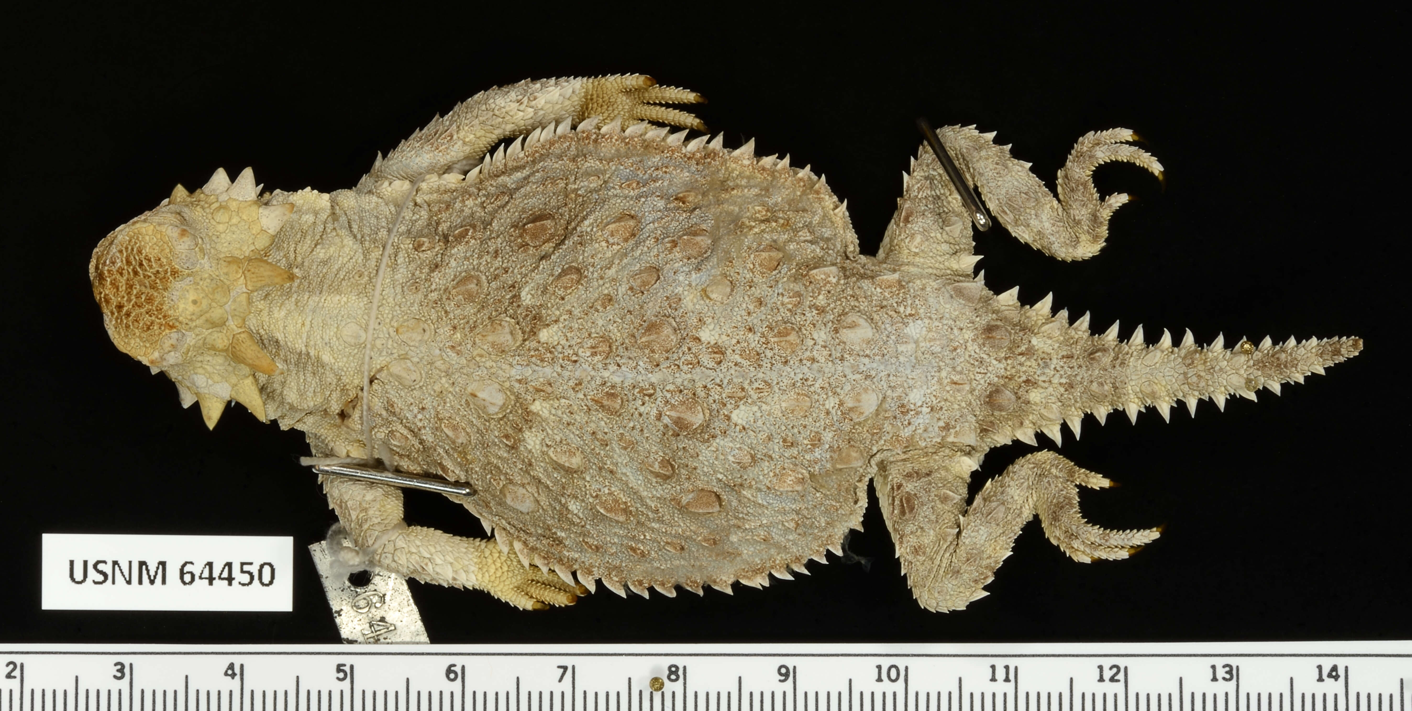 Image of Cedros Island Horned Lizard