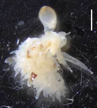 Image of Apolemia rubriversa Siebert, Pugh, Haddock & Dunn 2013