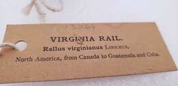 Image of Virginia Rail