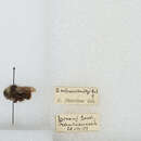 Image of Bombus mlokosievitzii Radoszkowski 1877