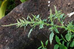 Amaranthus spinosus L. resmi