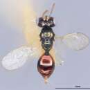 Image of Notoglyptus nesiotes Heydon 1988