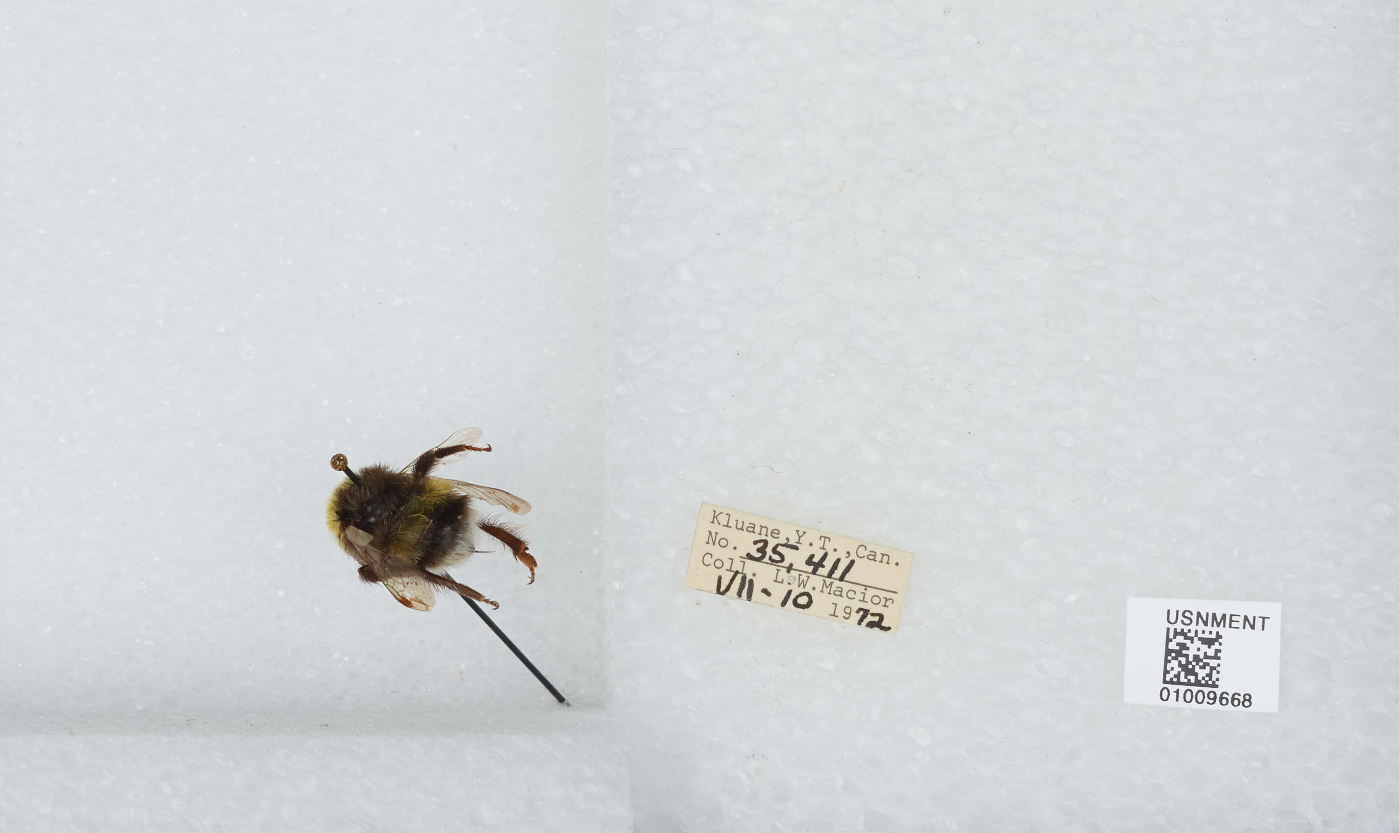 Image of White-tailed bumblebee