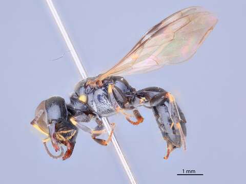 Image of Crossocerus domicola Tsuneki 1971