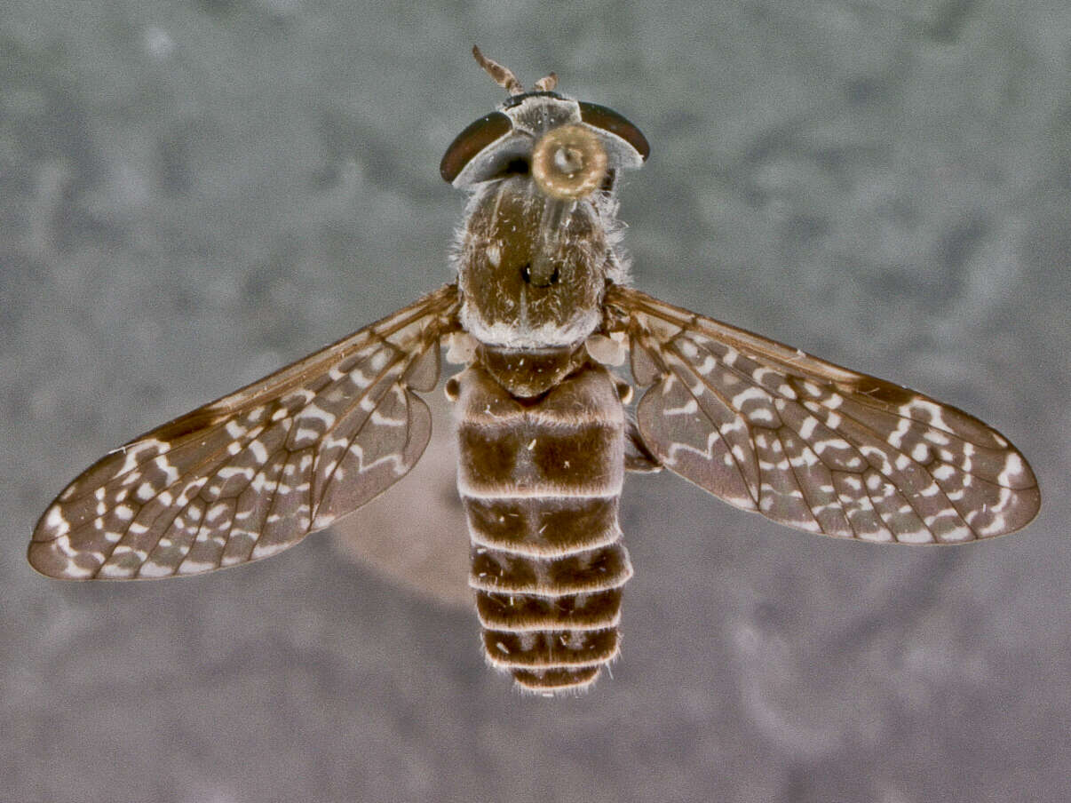 Image de Haematopota bequaerti Burger 1982