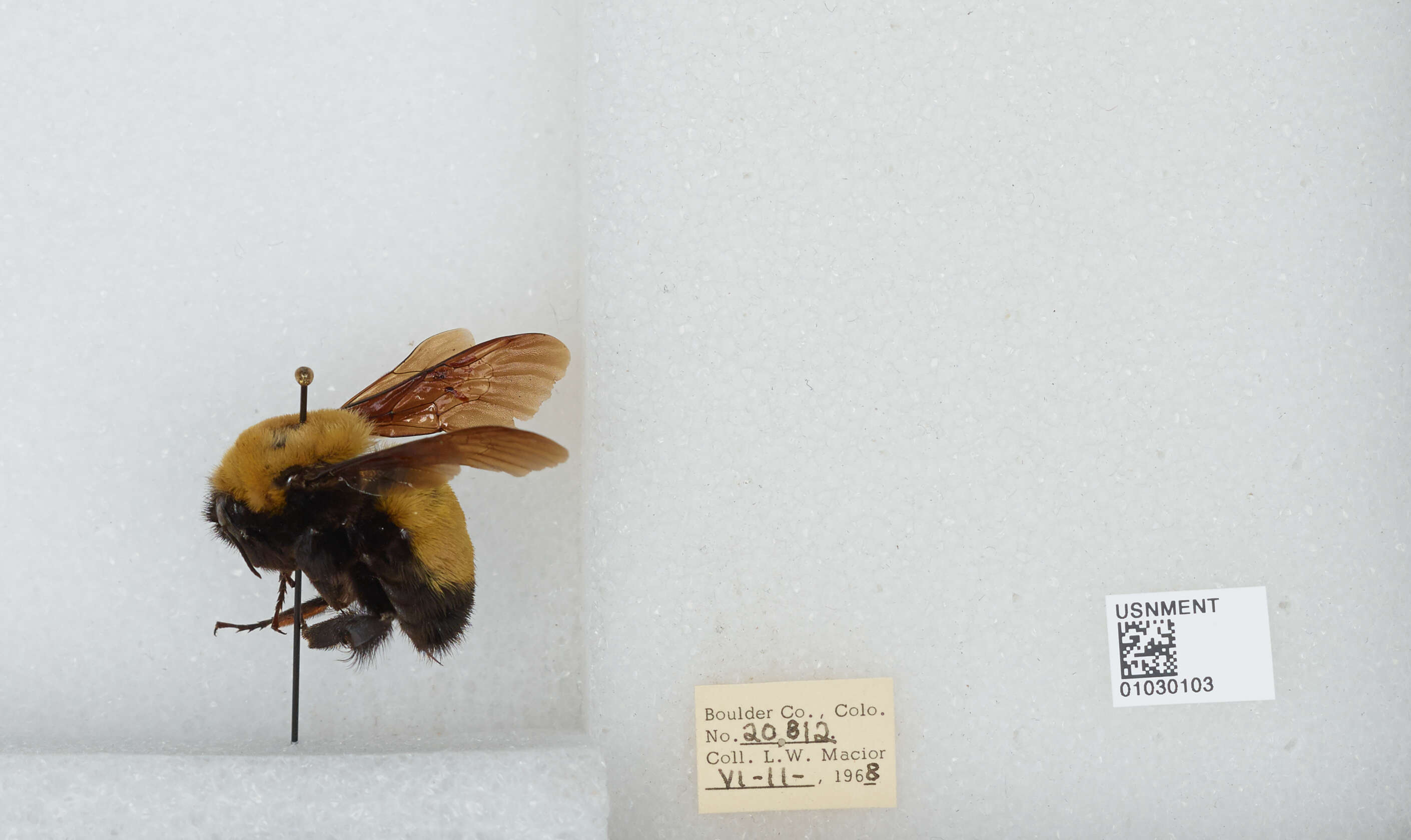 Image of Morrison Bumble Bee