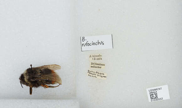 Image of Bombus rufofasciatus Smith 1852