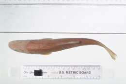 Image of Umpqua Pikeminnow