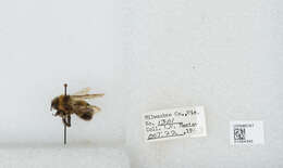 Слика од Bombus affinis Cresson 1864