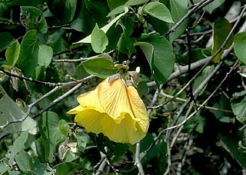 Image of Hibiscus tiliaceus L.