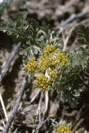 Image of Fendler's springparsley