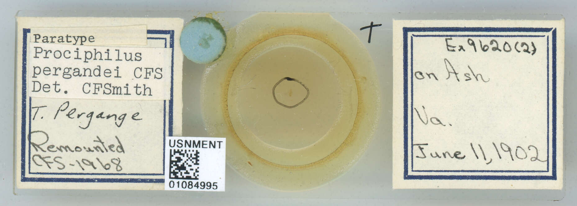 Image of Prociphilus (Prociphilus) pergandei Smith & C. F. 1974