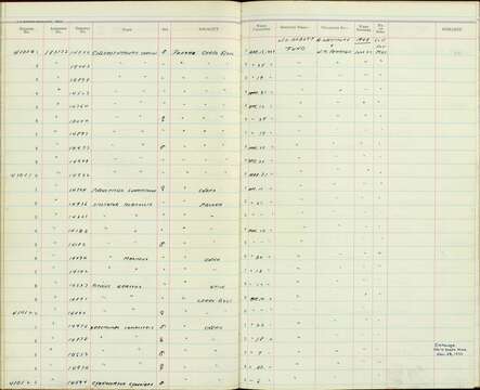 Chlorothraupis carmioli lutescens Griscom 1927的圖片