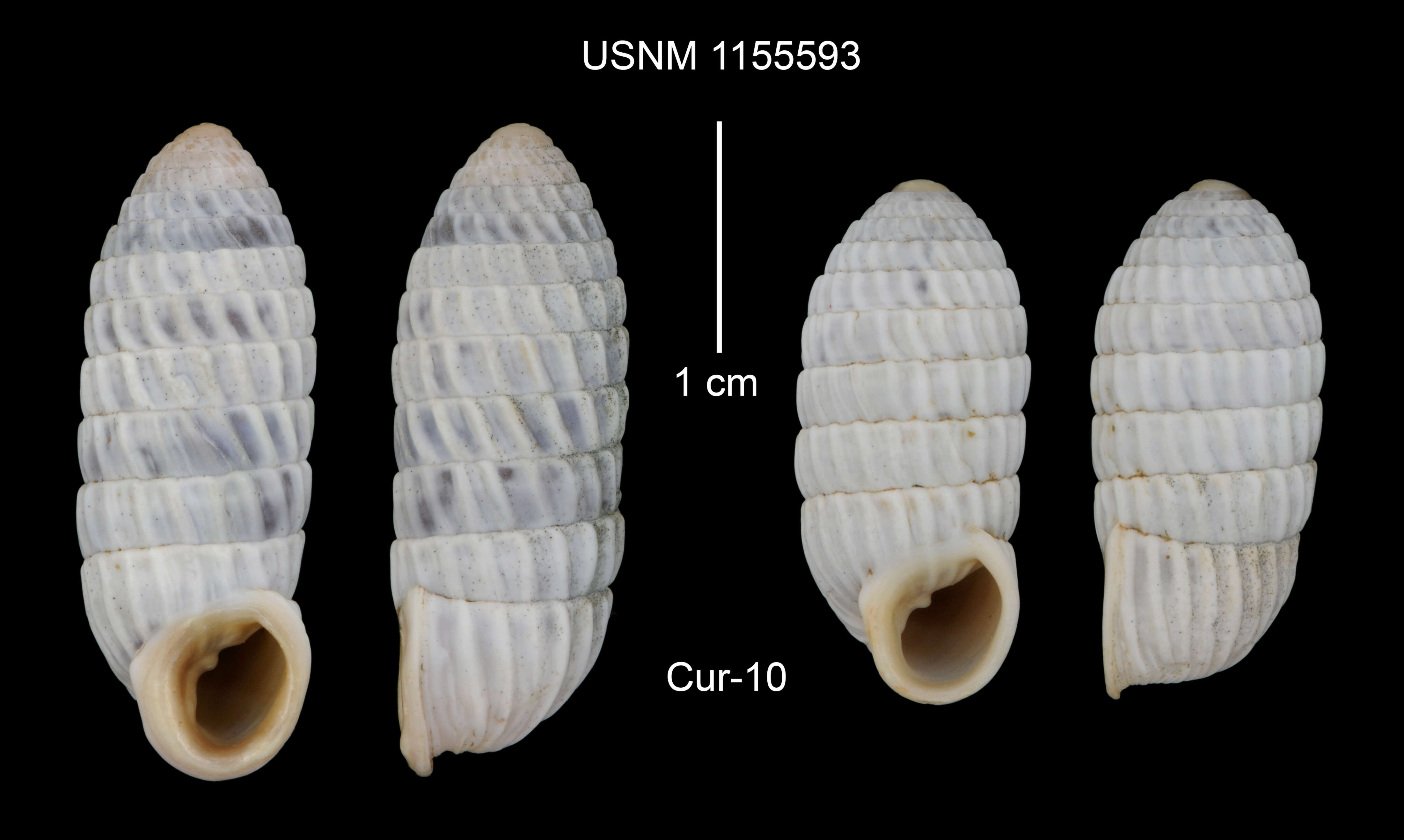 Image of Cerion uva knipensis H. B. Baker 1924