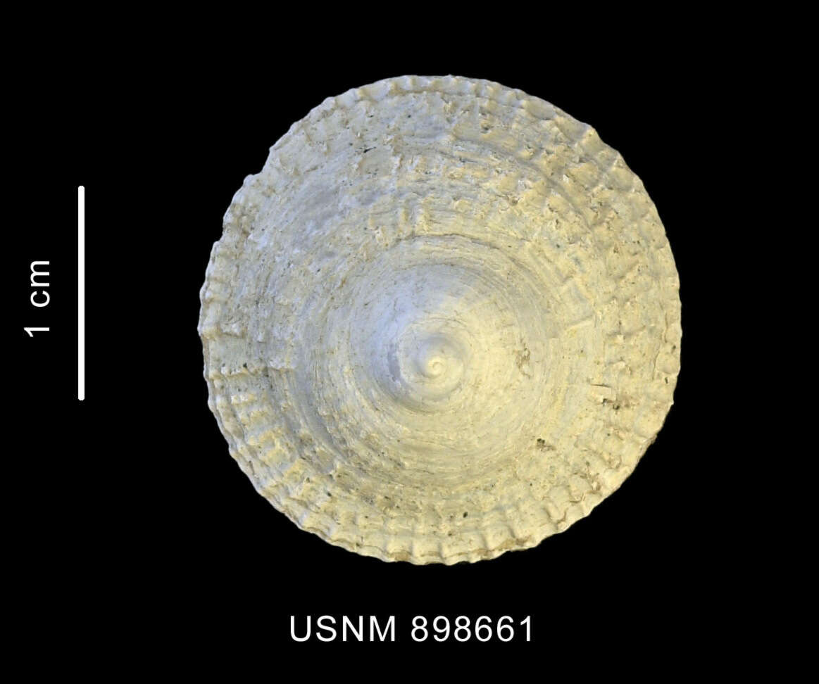 Image of Trochita pileus (Lamarck 1822)