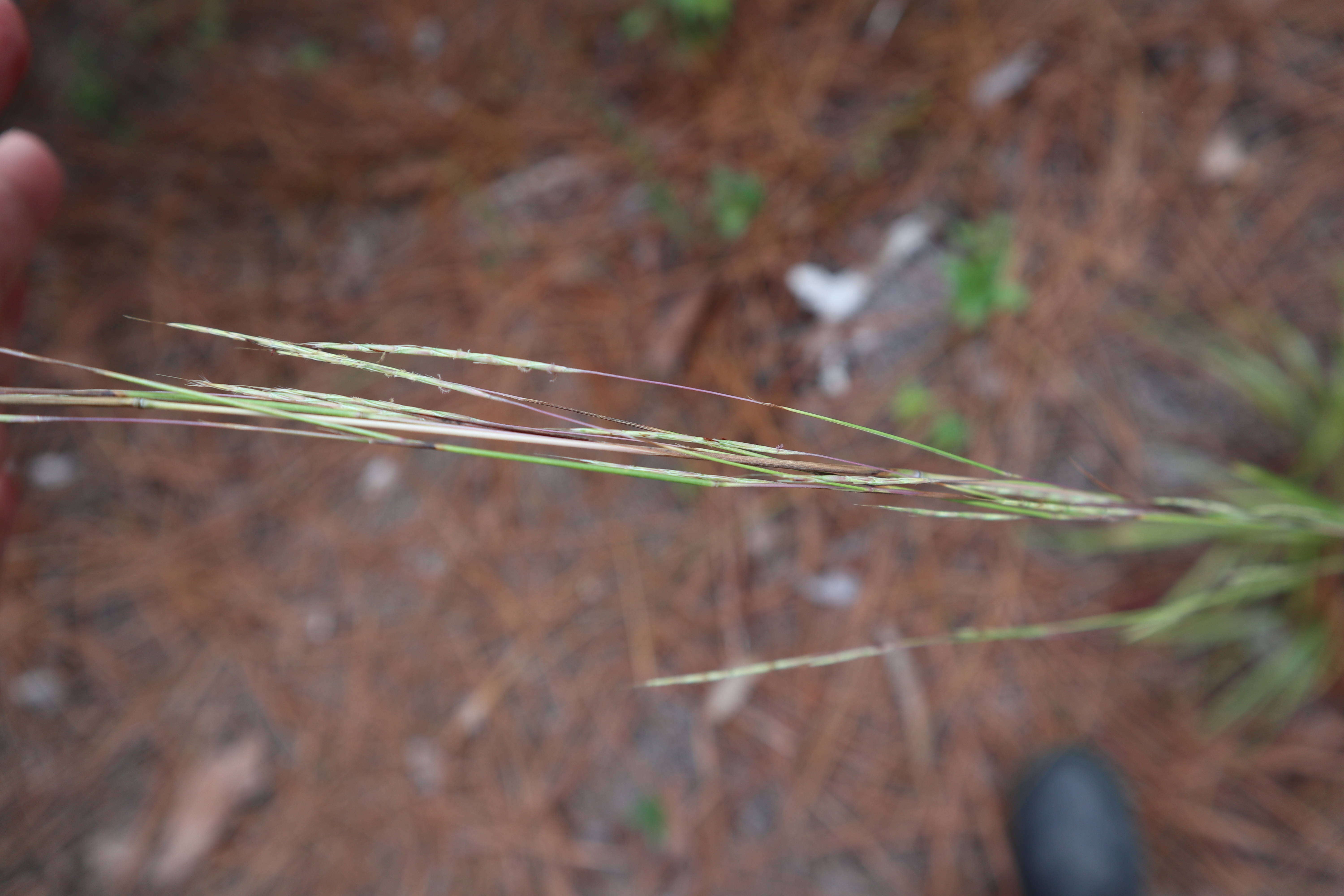 Imagem de Schizachyrium scoparium (Michx.) Nash