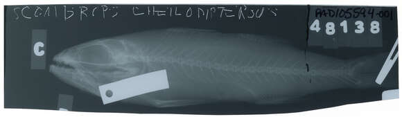 Image de Scombrops gilberti (Jordan & Snyder 1901)