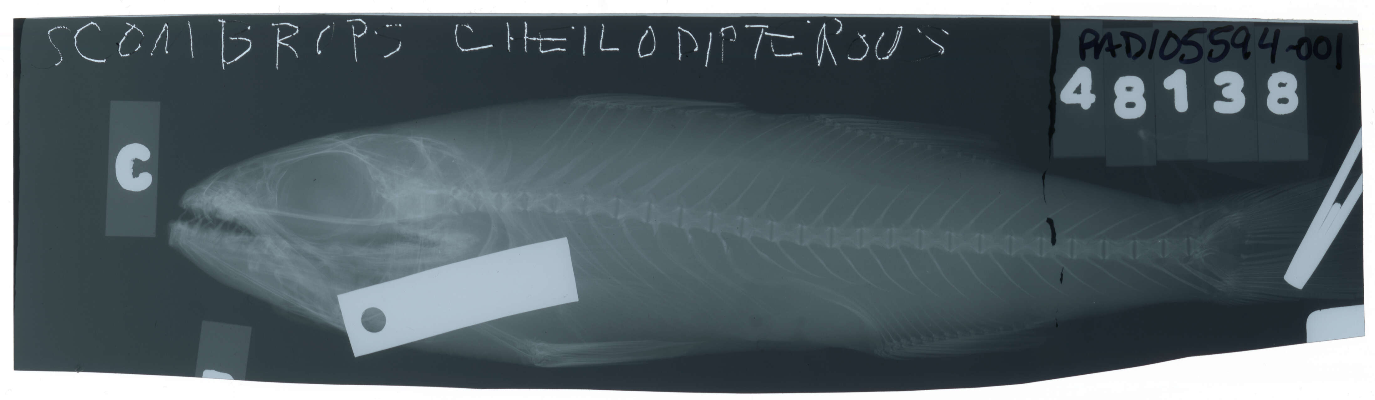 Image of Scombrops gilberti (Jordan & Snyder 1901)