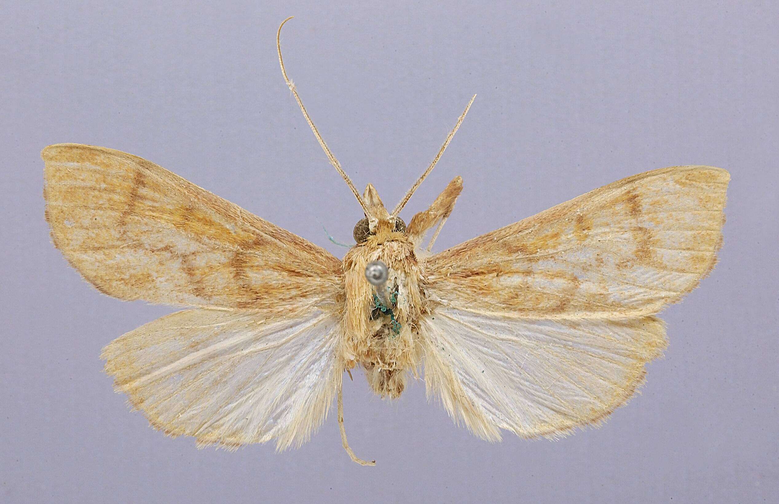 Image de Polygrammodes supproximalis Dognin 1903