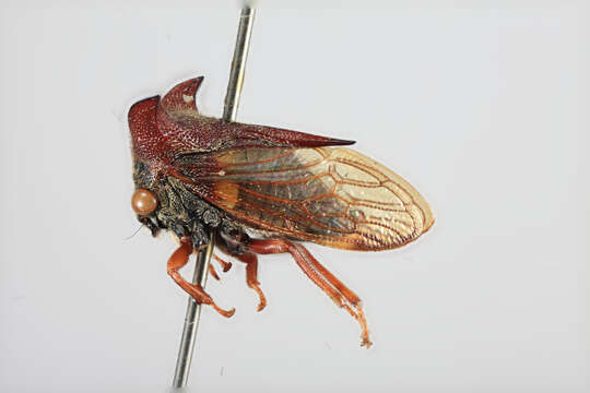 Image of Tricentrus laticornis Funkhouser