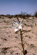 Image of desert lily