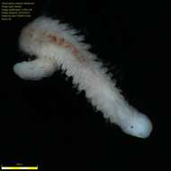 Image of red rock worm