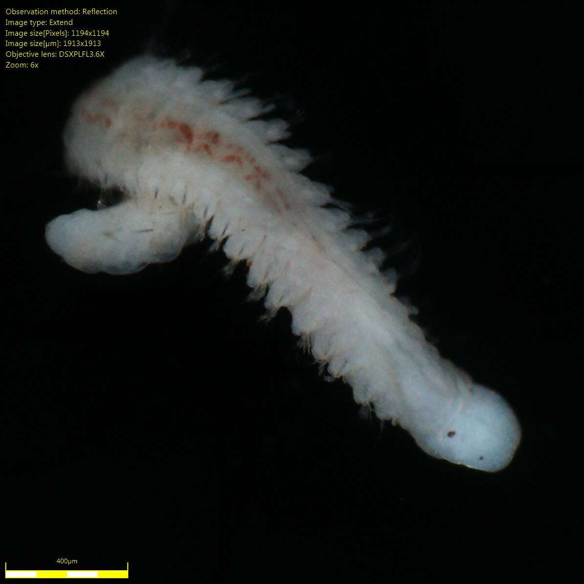 Image of red rock worm