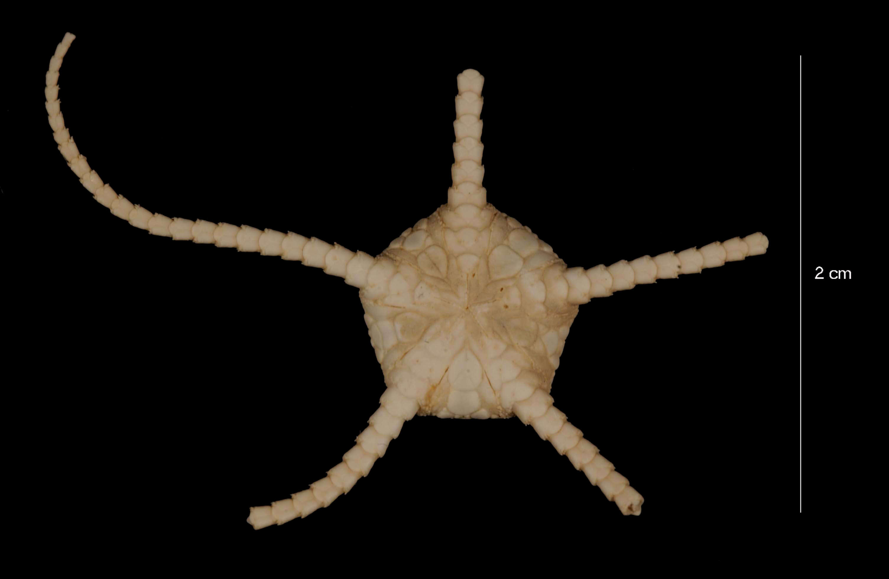 Image of Ophioplinthus tuberosa (Mortensen 1936)