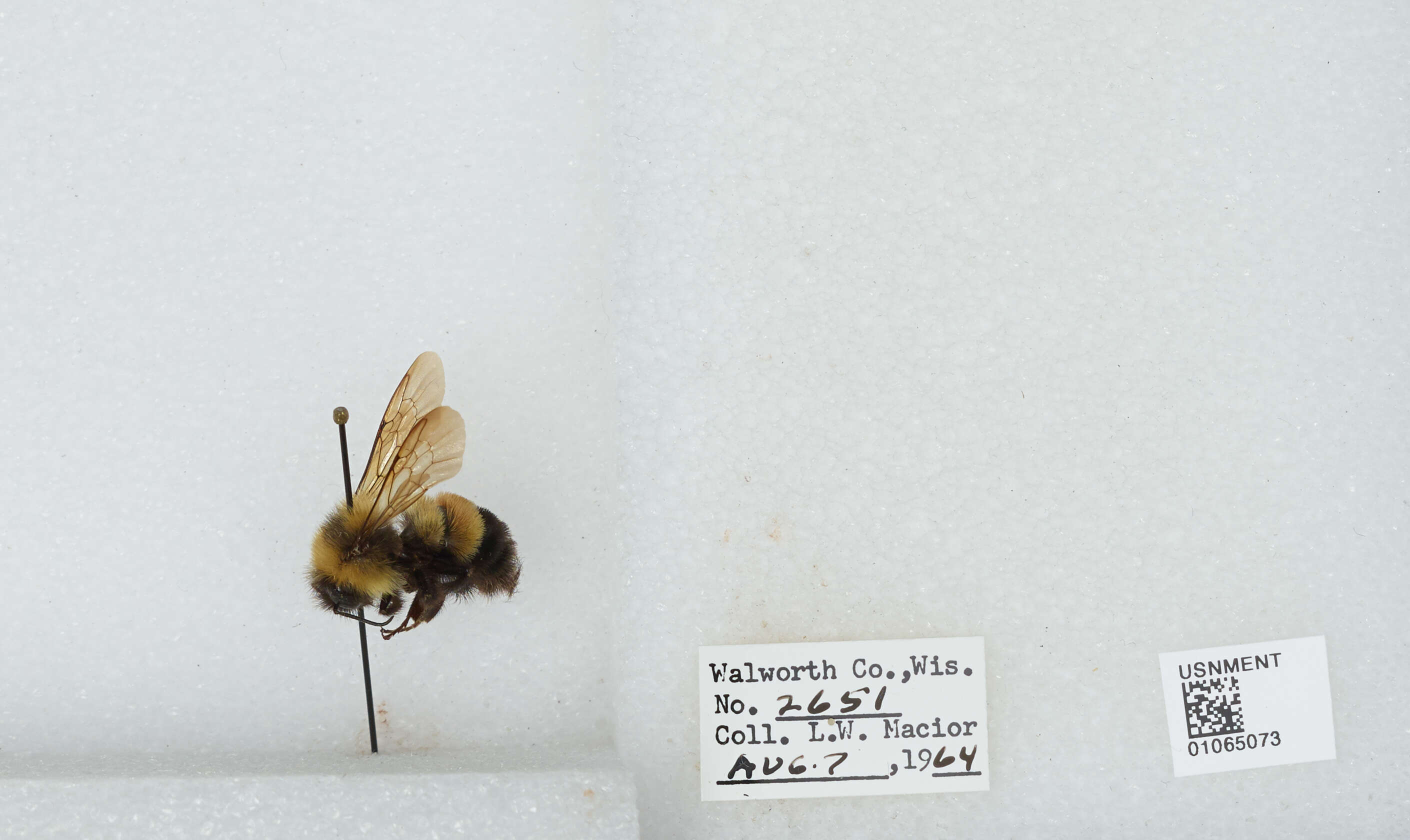 Слика од Bombus affinis Cresson 1864