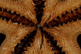 Image of Bathybiaster loripes obesus Sladen 1889
