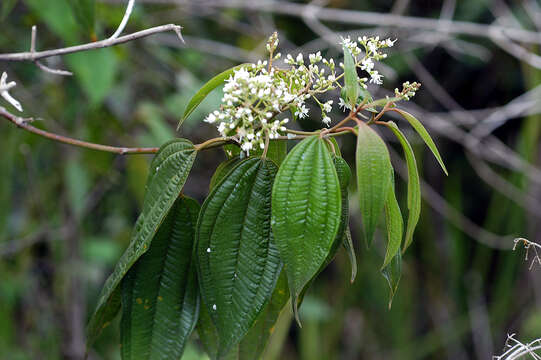 Sivun Miconia laevigata (L.) DC. kuva