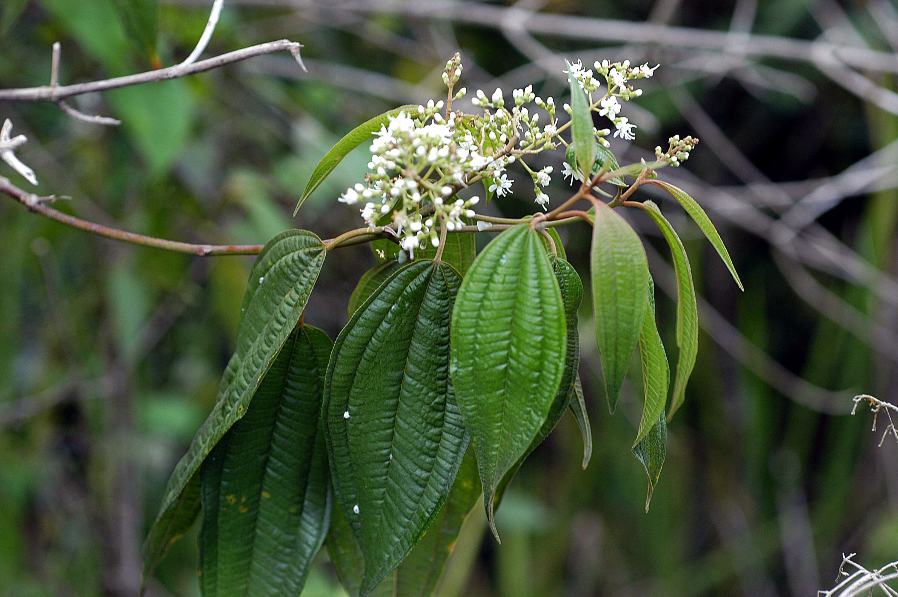 Слика од Miconia laevigata (L.) DC.