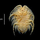 Sivun Ceratoserolis trilobitoides (Eights 1833) kuva