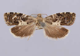 Image of Laspeyresia obnisa Heinrich