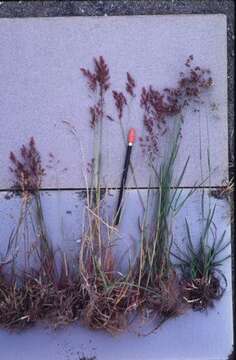 Image of Large-Glume Blue Grass