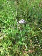 Image of blue mistflower