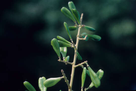 Image of Bredemeyera lucida (Benth.) A. W. Benn.