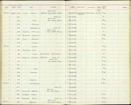 صورة Myiarchus tyrannulus magister Ridgway 1884