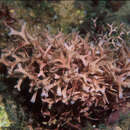 Image of Dichotomaria apiculata