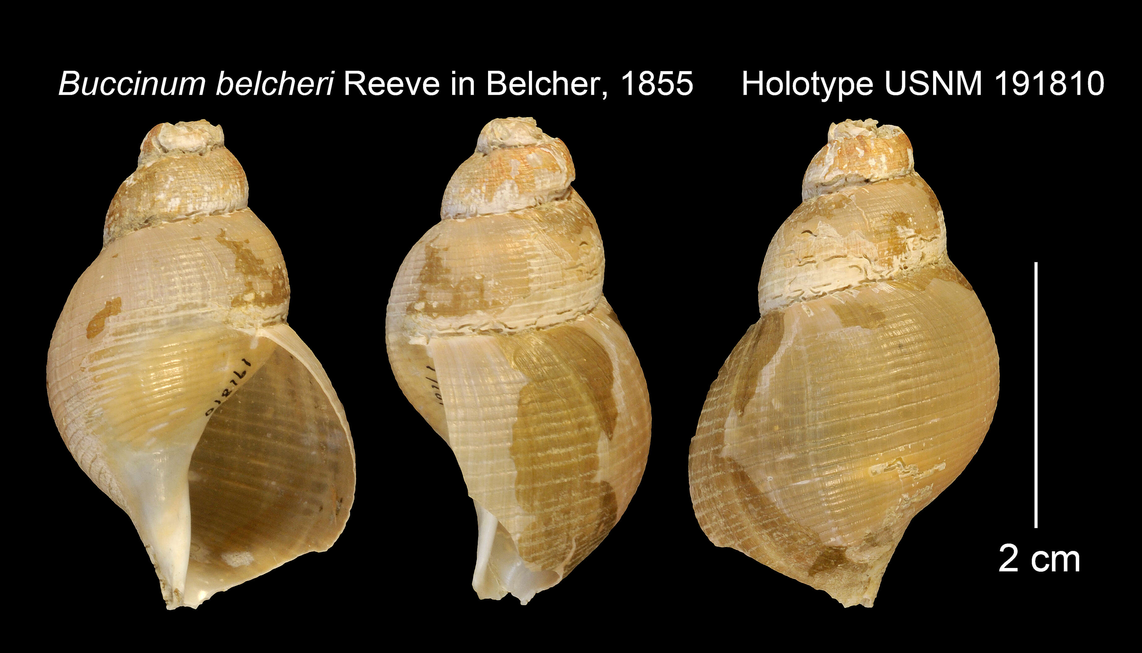 Image of Buccinum belcheri Reeve 1845