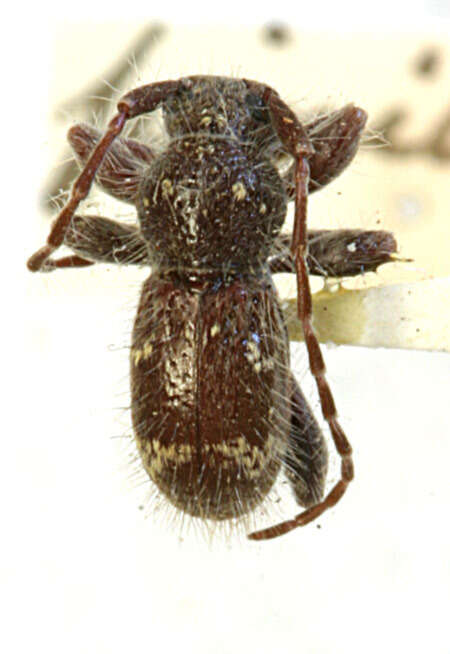 Image of Ipochus pinicola Casey 1913
