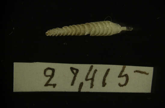 Image of cupped shipworm