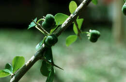 Image of wild lime