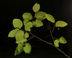 Image of <i>Phyllanthus mocinianus</i>