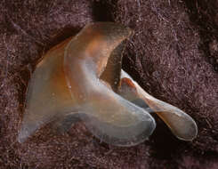 Image of arrow-finned squid