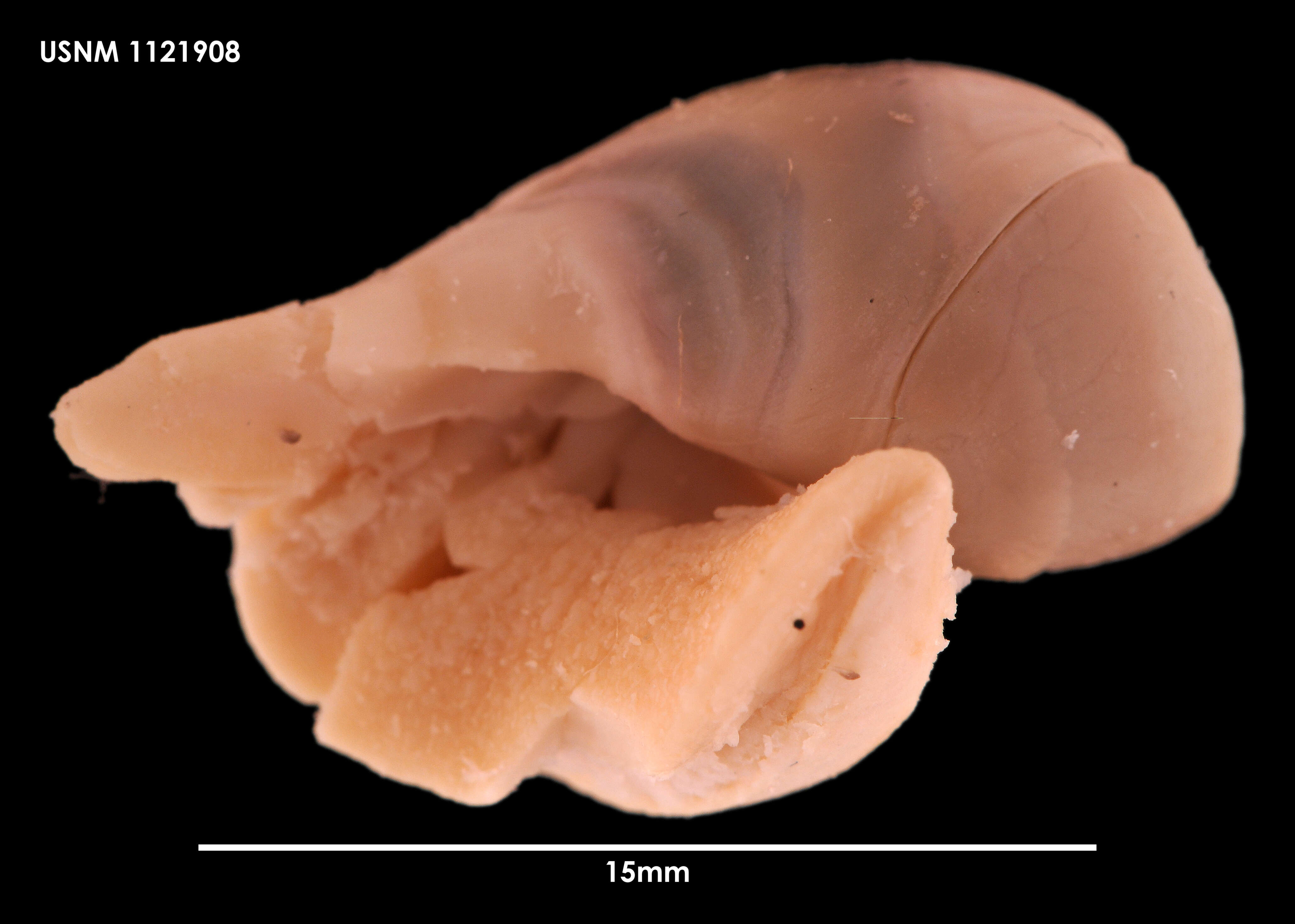 Sivun Adelomelon ancilla (Lightfoot 1786) kuva